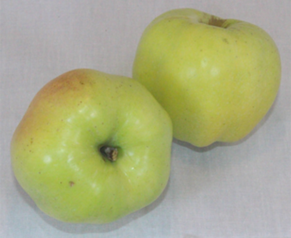 カルヴィルブランというりんごの実